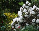 Rhododendron 8T34D-23
